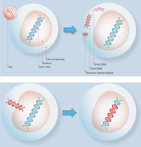 establishing-the-infection-converting-RNA-to-DNA